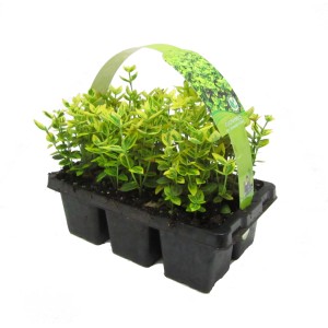 6er Pack Kriechspindel Emerald Gold im Topf, gelbbunte Blätter. Bodendecker für Garten & Beet.