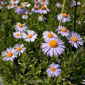 Nahaufnahme von Kissenastern Silberteppich (Aster dumosus) mit lila Blüten und gelber Mitte.
