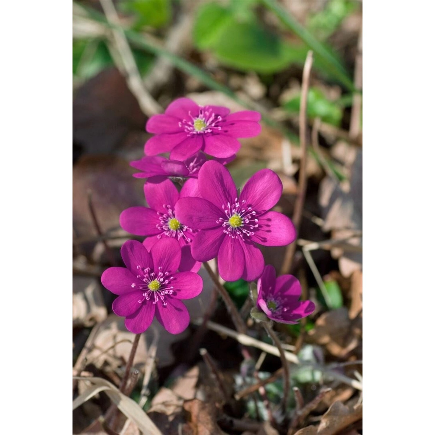 Hepatica Nobilis F.rubra Leberblümchen Ca. 9x9 cm Topf günstig online kaufen