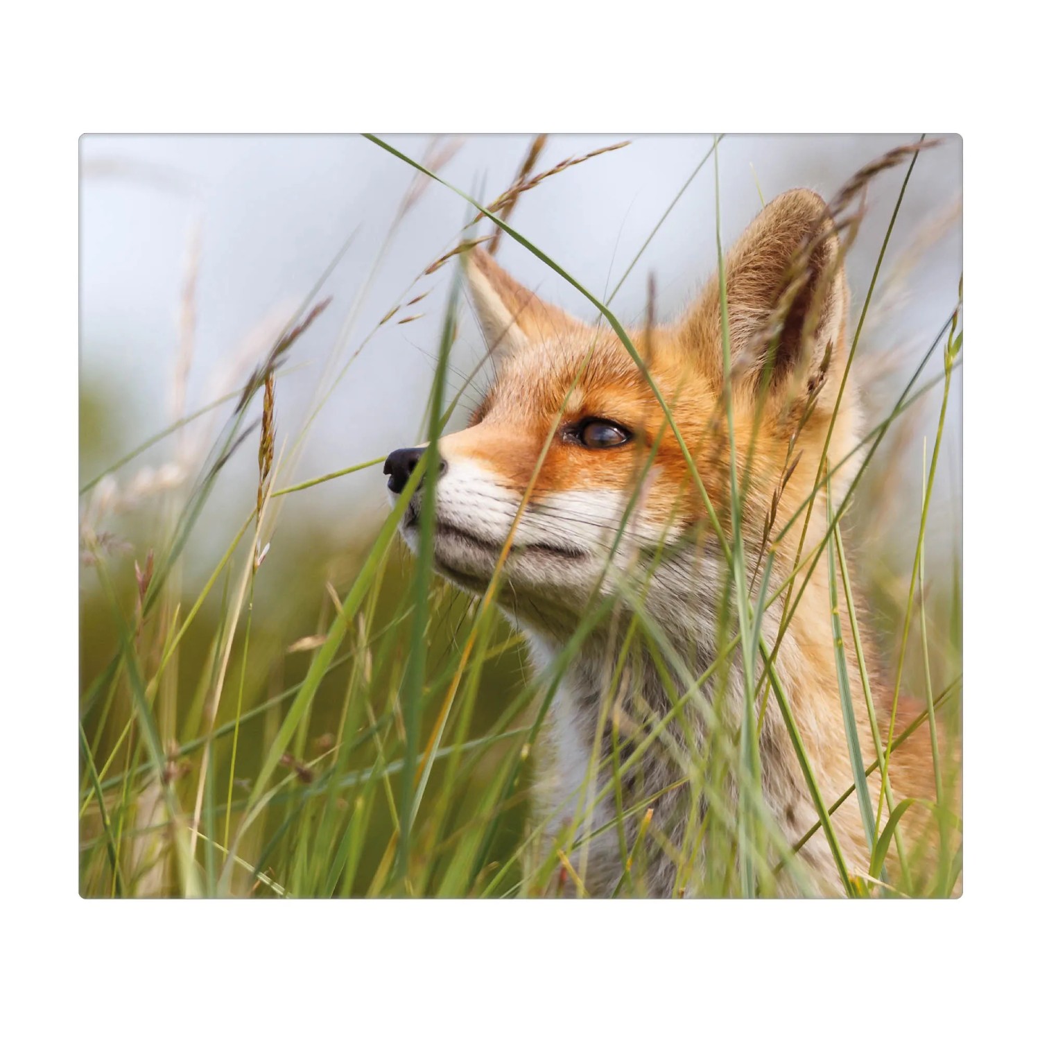 Banjado Herdabdeckplatte Glas mit Fuchs Motiv, 60x52cm. Schneidebrett und Ceranfeld Abdeckung.