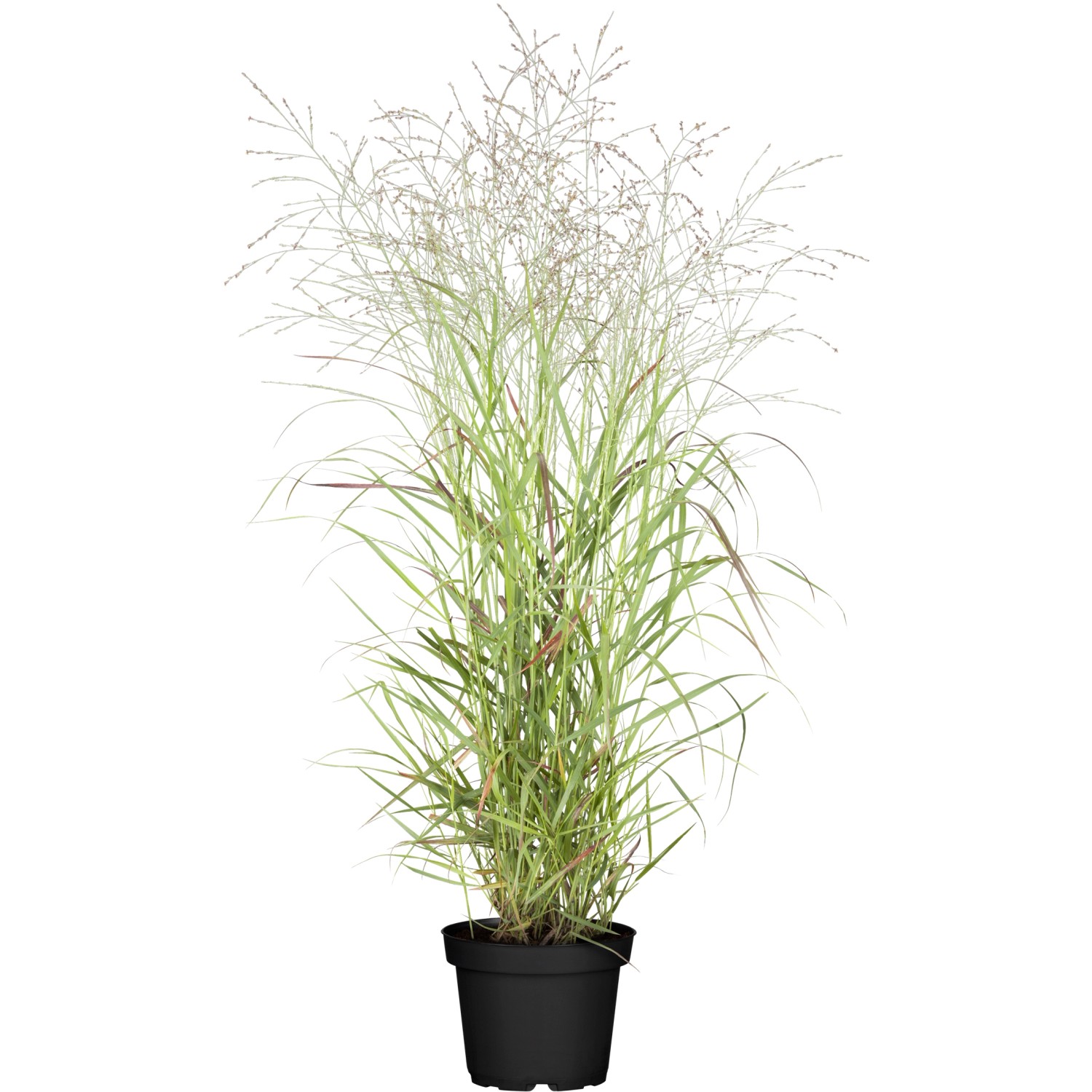 GROW by OBI GartenRutenhirse "Hänse Herms" Braun TopfØ ca. 23 cm
