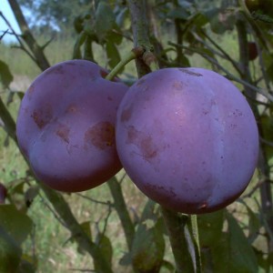 Zwetsche Bühler am Baum: blaue, runde Früchte der Prunus domestica.