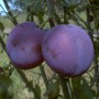 Zwetsche Bühler am Baum: blaue, runde Früchte der Prunus domestica.