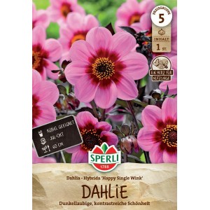 Sperli Dahlie Happy Single Wink: Pink-lila Blüte mit dunklem Laub, geeignet für Kübel.