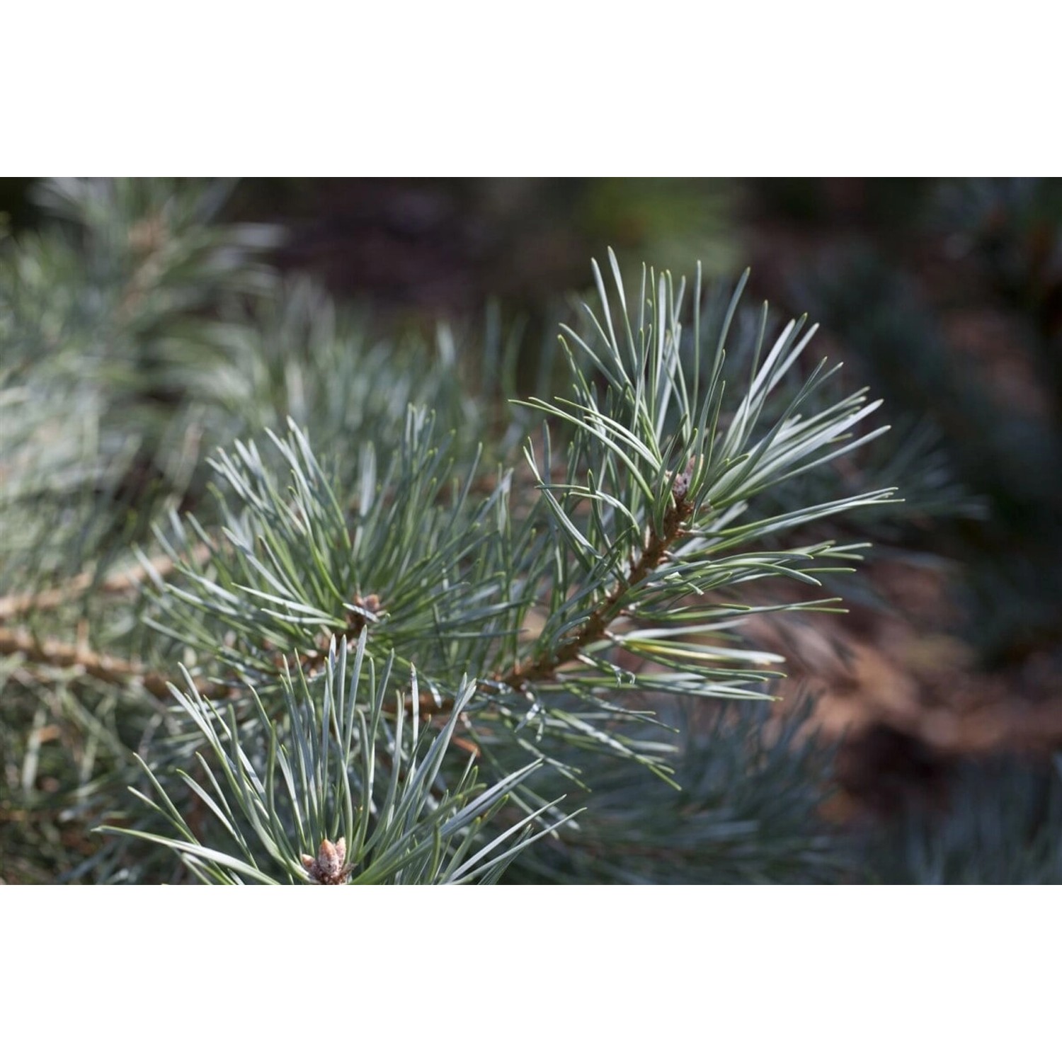 Pinus Koraiensis Glauca Koreanische Kiefer Blaugrün 100–125 cm günstig online kaufen