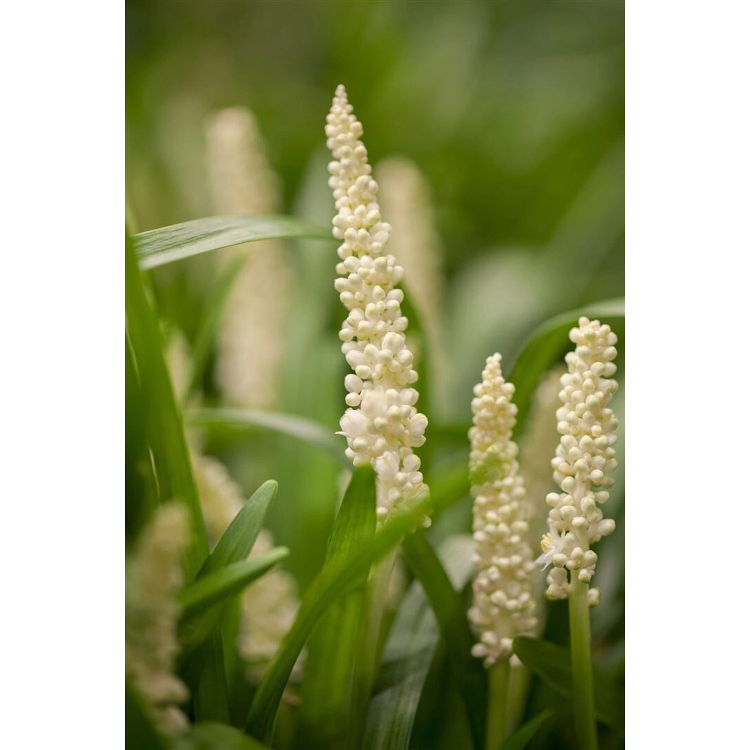 Liriope Muscari Monroe White Lilientraube Ca. 9x9 cm Topf günstig online kaufen