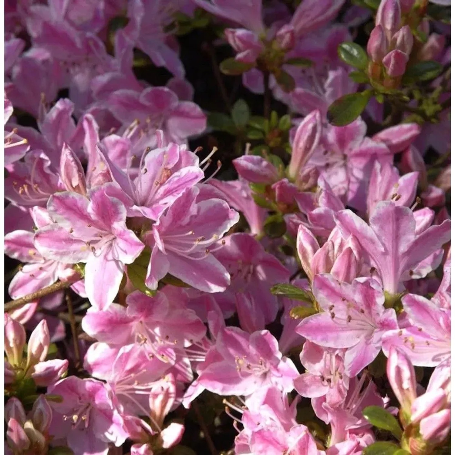 Japanische Azalee Kermesina Rose 40-50cm - Rhododendron obtusum - Alpenrose