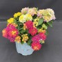 Farbenfrohes Wandelröschen Trio im Topf (Ø 12cm) von GROW by OBI. Blühende Kübelpflanze mit gelben, pinken und orangen Blüten.
