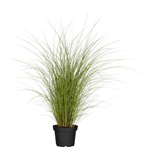 GROW by OBI Chinaschilf Gracillimus im Topf, ein dekoratives, hoch wachsendes Ziergras.