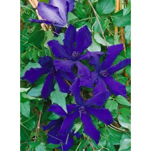 Violette Clematis Hybride Honora Waldrebe mit grünen Blättern.