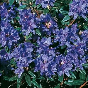 Zwerg Rhododendron Gletschernacht 25-30cm - Rhododendron russatum - Zwerg Alpenrose