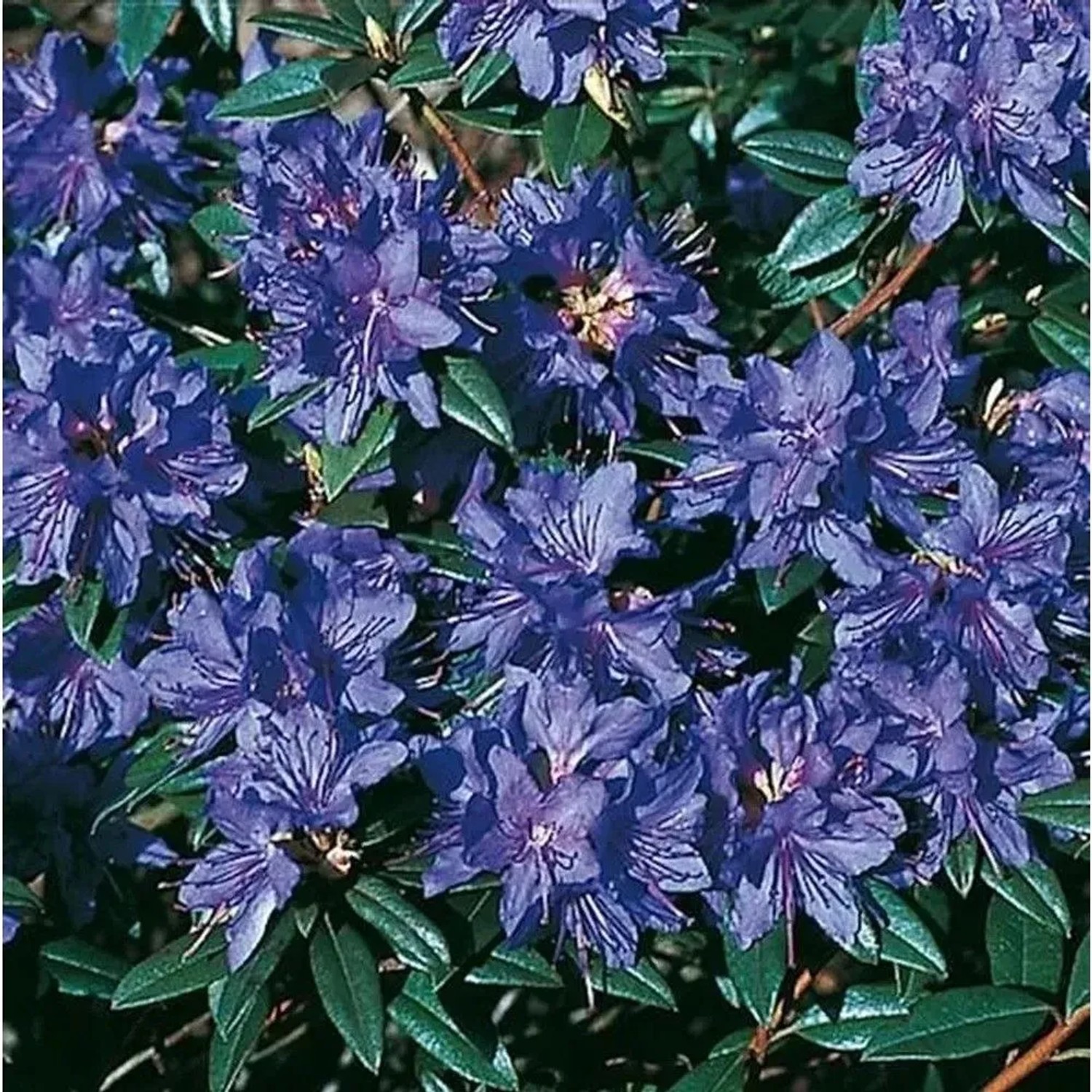 Zwerg Rhododendron Gletschernacht 25-30cm - Rhododendron russatum - Zwerg Alpenrose