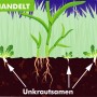 Illustration: Unbehandelter Rasen mit Unkraut vor der Anwendung von Westland Rasendünger Unkraut Prävention.
