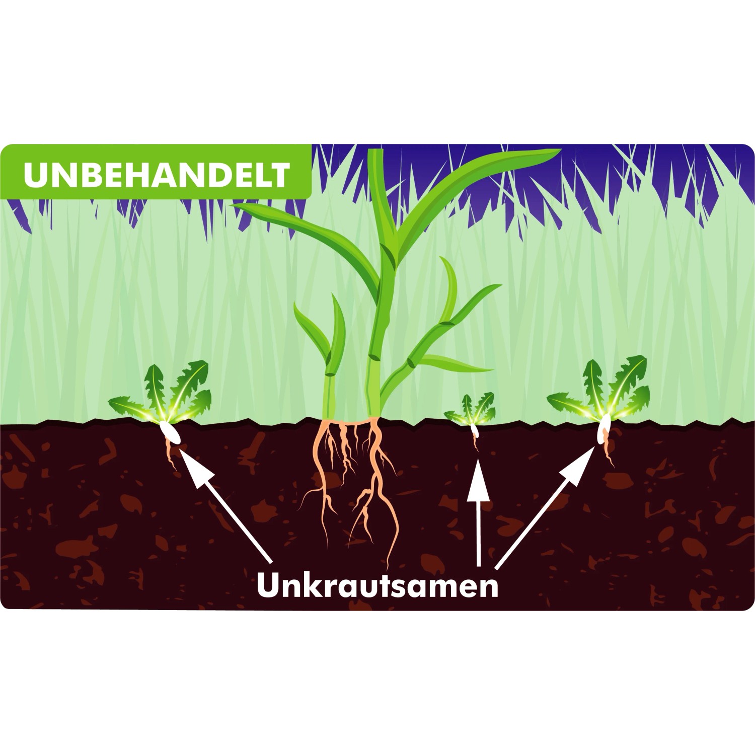 Illustration: Unbehandelter Rasen mit Unkraut vor der Anwendung von Westland Rasendünger Unkraut Prävention.