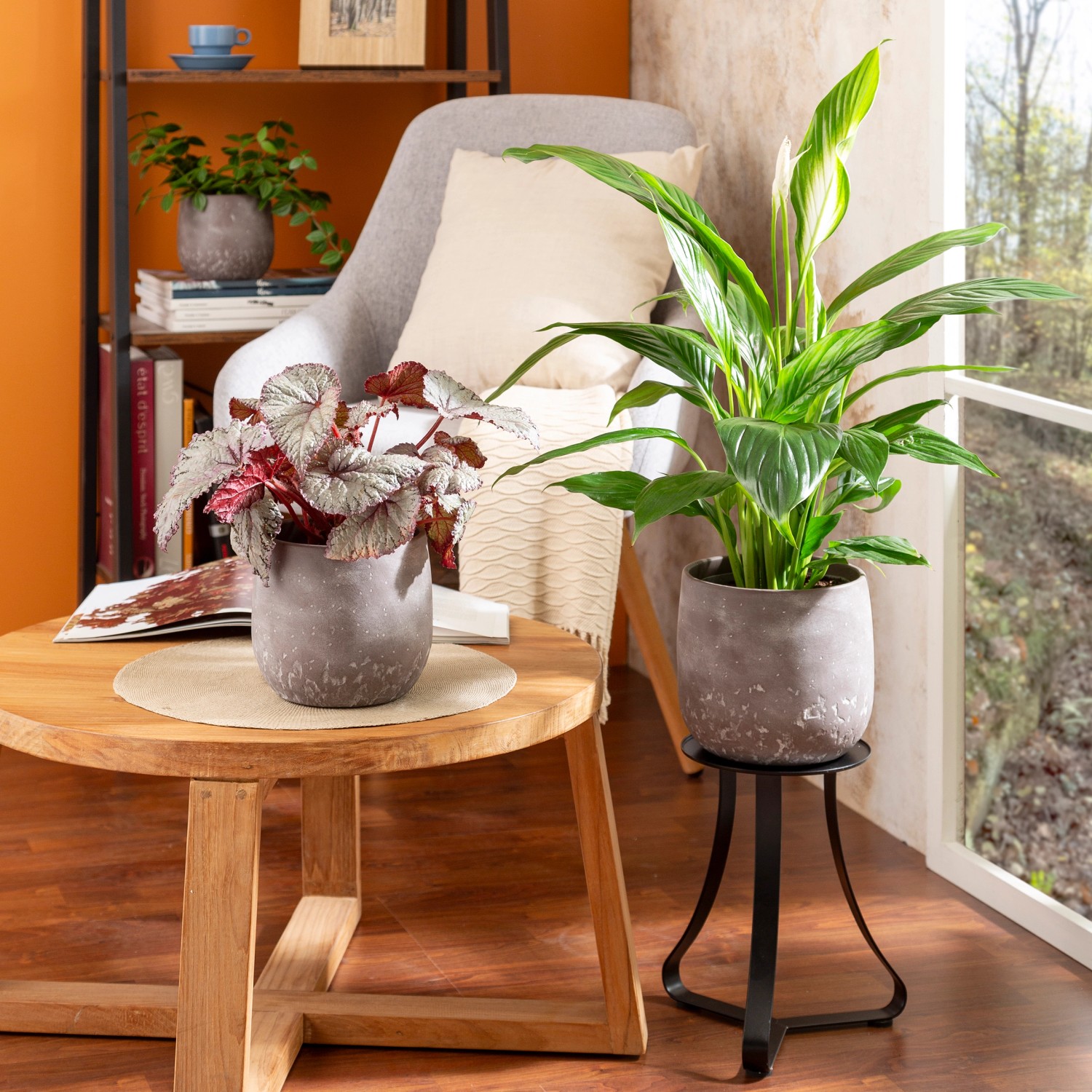 Scheurich Übertopf Dune 787, Ø 13cm, hellbraun, mit Zimmerpflanzen auf Tisch und Pflanzenständer.