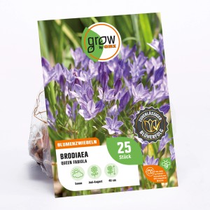 GROW by OBI Brodiaea Queen Fabiola Blumenzwiebel, ca. 40cm hoch, blaue Blüten.