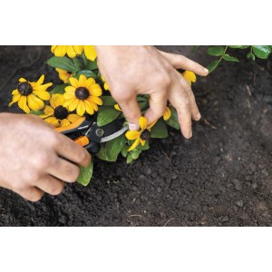 Gartenschere Fiskars SP141 im Einsatz beim Schneiden von gelben Blumen.