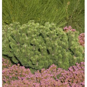 Krummholz Kiefer (Pinus mugo mughus), ca. 25-30 cm hoch, mit grünen Nadeln und rosa Blüten im Beet.