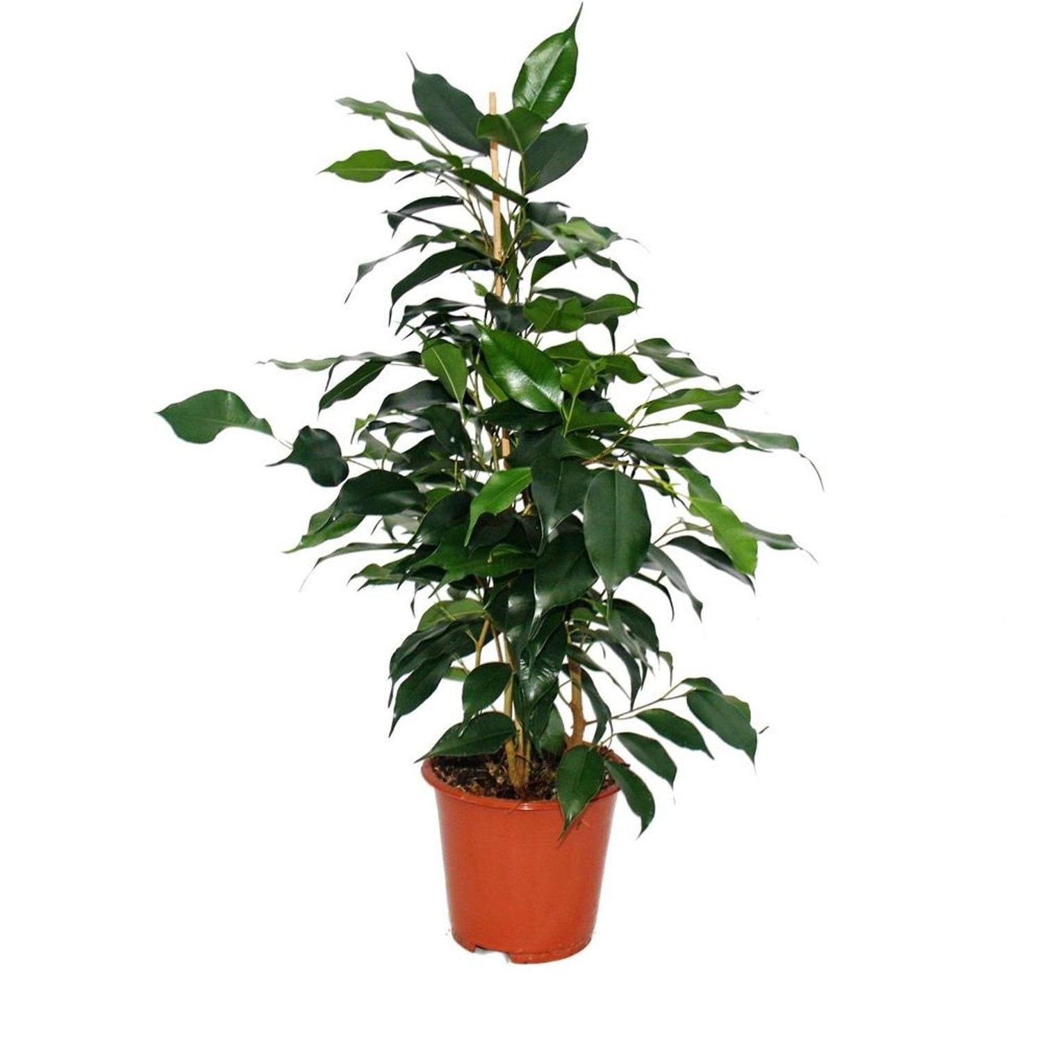 Exotenherz Ficus Benjamini Danielle Birkenfeige 14cm