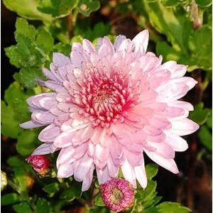 Nahaufnahme einer rosa Winteraster (Chrysanthemum hortorum) mit grünen Blättern.