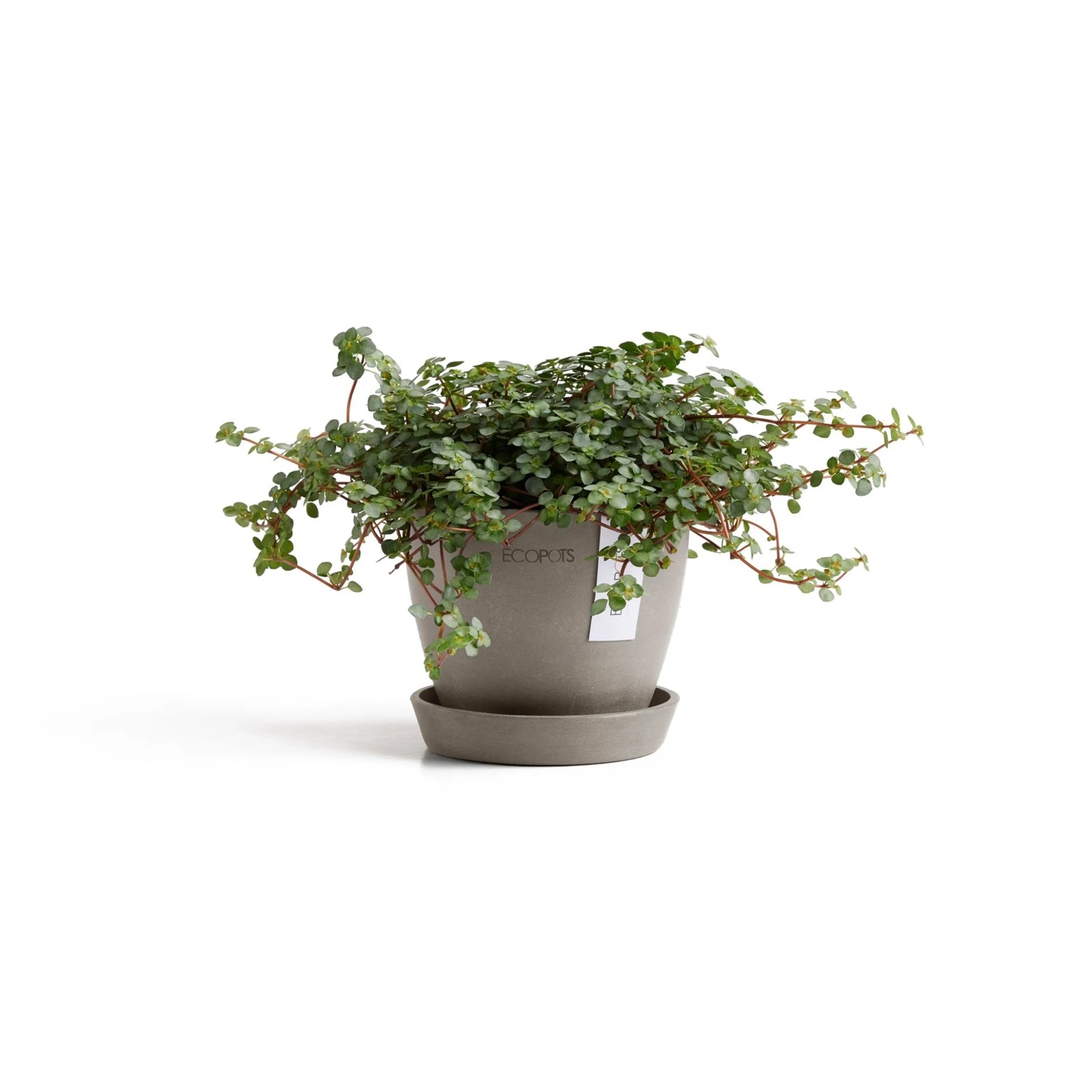 Ecopots Antwerp Mini Pflanztopf, braungrau, 11,5 cm, mit Pflanze.