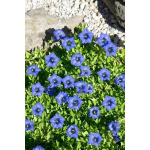 Blühender Dahurischer Enzian (Gentiana Dahurica) im 9x9 cm Topf mit intensive blauen Blüten.