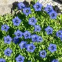 Blühender Dahurischer Enzian (Gentiana Dahurica) im 9x9 cm Topf mit intensive blauen Blüten.