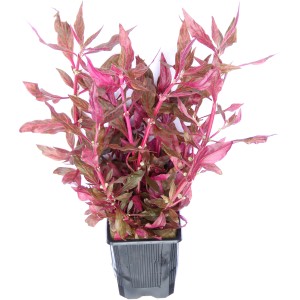 Dennerle Aquariumpflanze Alternanthera reineckii Red Ruby XXL mit rubinroten Blättern.