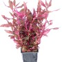 Dennerle Aquariumpflanze Alternanthera reineckii Red Ruby XXL mit rubinroten Blättern.