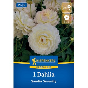 Kiepenkerl Dekorative Dahlie Sandia Serenity