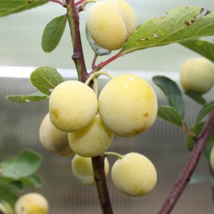 Mirabelle Nancy am Baum: Gelbe, runde Früchte der Sorte Prunus domestica.