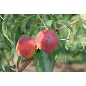 Zwei rote Pfirsiche der Sorte Prunus Persica Dixired am Baum mit grünen Blättern.