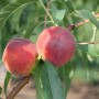 Zwei rote Pfirsiche der Sorte Prunus Persica Dixired am Baum mit grünen Blättern.