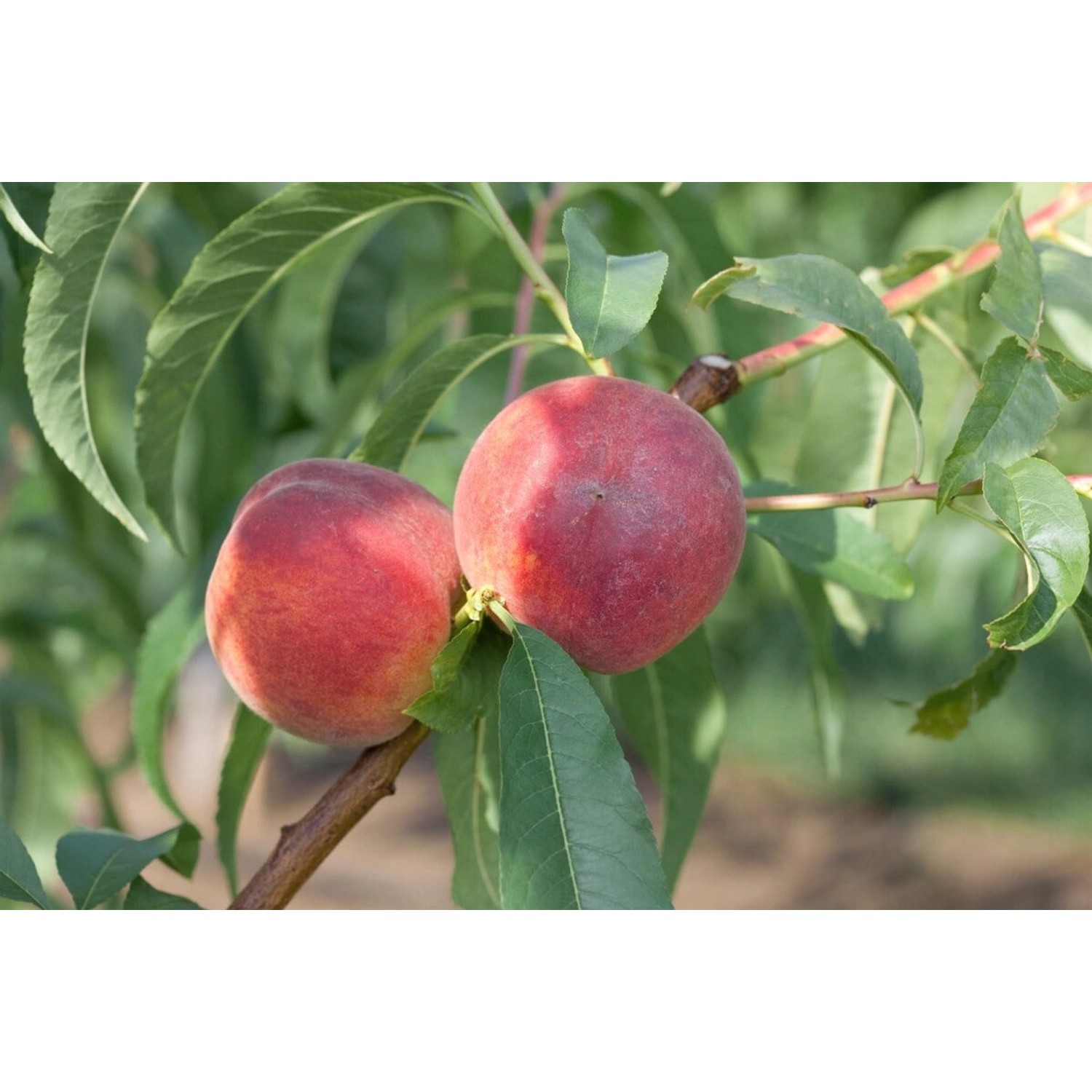 Prunus Persica Dixired Pfirsichbaum 150–200 cm Saftig-Süß günstig online kaufen
