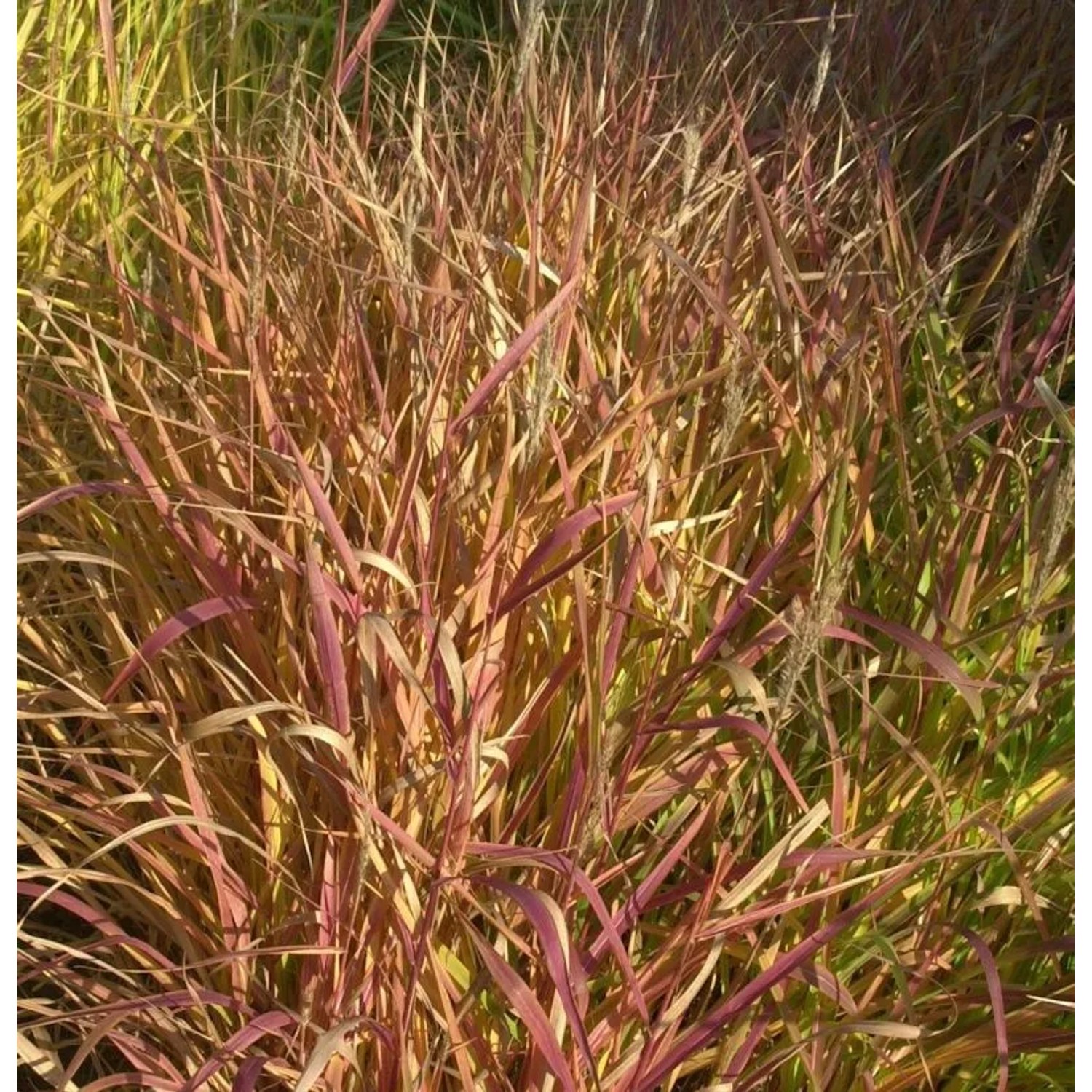 Chinaschilf Droning Ingrid - XXXL Topf - Miscanthus sinensis