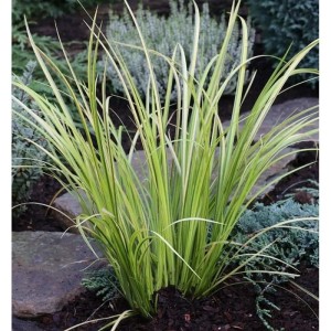 Moskitogras Ogon - großer Topf - Acorus gramineus