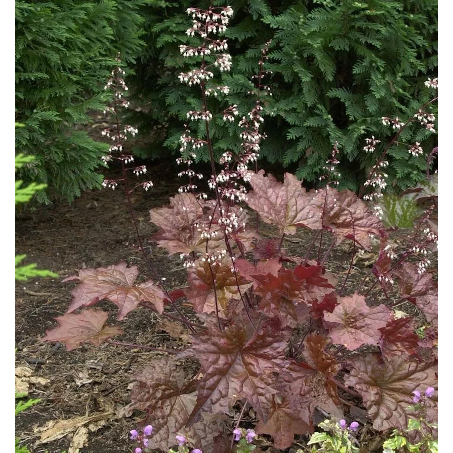 Purpurglöckchen Chocolate Veil - Heuchera americana