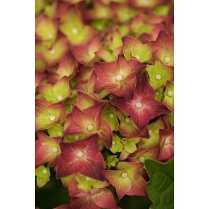 Nahaufnahme der Bauernhortensie 'Magical Sapphire' mit rosa-grünen Blüten.