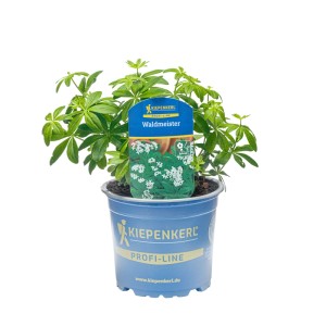 Kiepenkerl Waldmeister im Topf, ca. 12 cm Ø, Küchenkräuter mit grünen Blättern und blauem Topf.