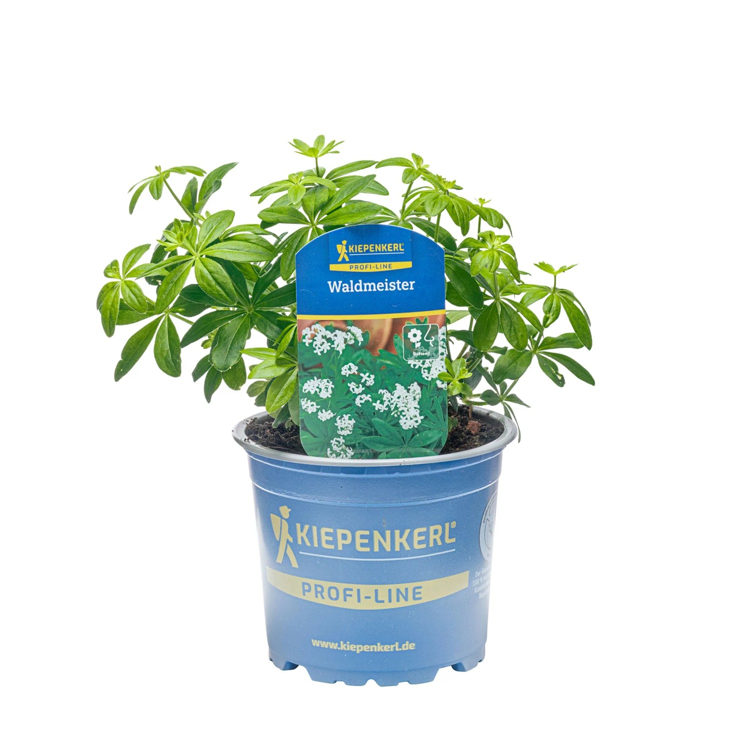 Kiepenkerl Waldmeister Sterntaler Topf-Ø ca. 12 cm