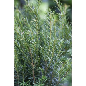Detailaufnahme der Taxus baccata 'Renke's Kleiner Grüner', einer kompakten, grünen Heckenpflanze.