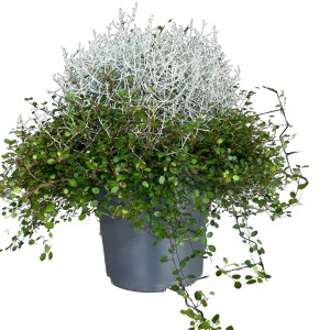 GROW by OBI Silberkörbchen-Drahtwein im Topf, silbergraues und grünes Laub.