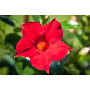 Nahaufnahme einer roten Dipladenie-Blüte (Mandevilla) von GROW by OBI. Kübelpflanze mit Rankhilfe.