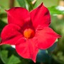 Nahaufnahme einer roten Dipladenie-Blüte (Mandevilla) von GROW by OBI. Kübelpflanze mit Rankhilfe.