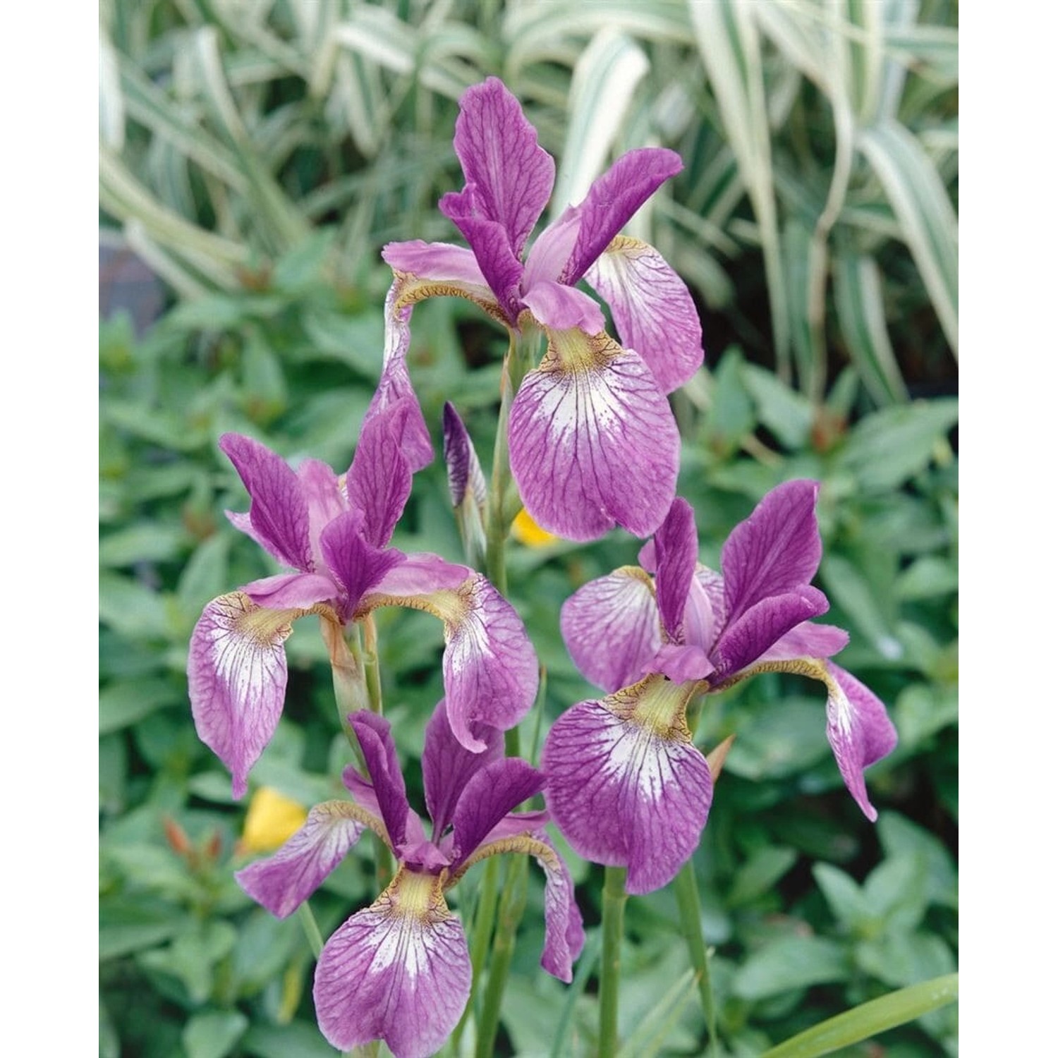 Iris Sibirica Sibirische Schwertlilie Ca. 11x11 cm Topf günstig online kaufen