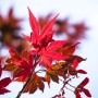 Nahaufnahme: Leuchtend rote Blätter des Japanischen Ahorn Beni Maiko.