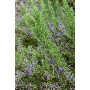 Rosmarinus Officinalis Seven Seas mit blauen Blüten im Topf, Detailaufnahme.