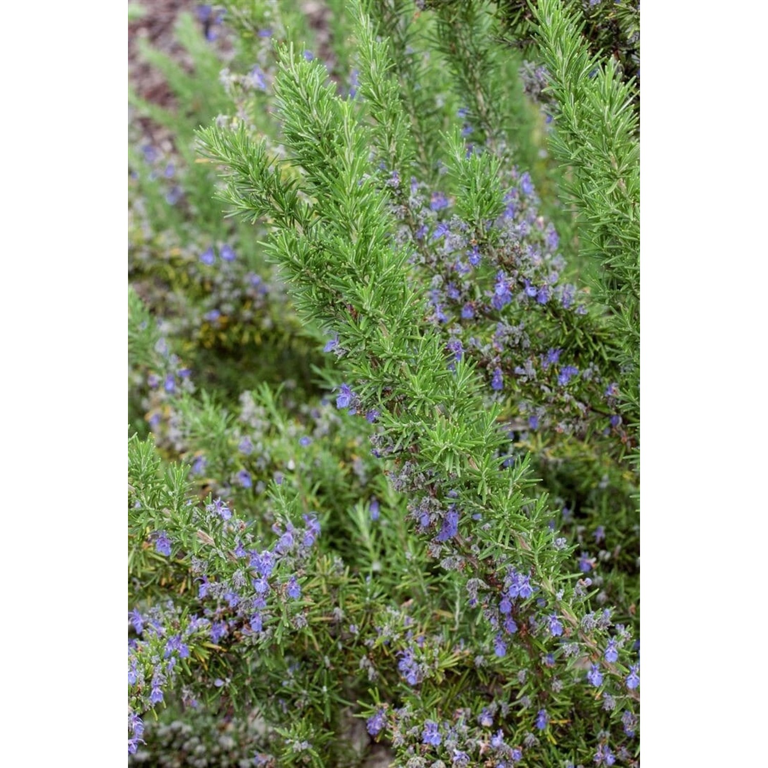 Rosmarinus Officinalis Seven Seas Rosmarin Ca. 11x11 cm Topf günstig online kaufen
