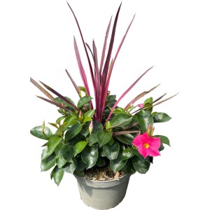 GROW by OBI Keulenlilie & Mandevilla T26 Höhe 50 cm Cordyline & Dipladenia