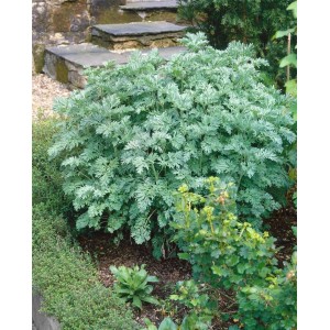 Artemisia Absinthium Wermut Staude im 9x9 cm Topf mit silbrig-grauen Blättern.